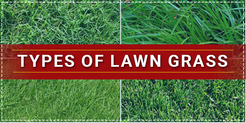 Types Of Lawn Grass