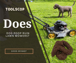 Does Dog Poop Ruin Lawn Mowers