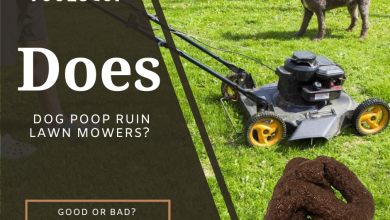 Photo of Does Dog Poop Ruin Lawn Mowers? Good or Bad?
