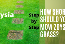 Photo of How Short Should You Mow Zoysia Grass?