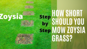 How Short Should You Mow Zoysia Grass